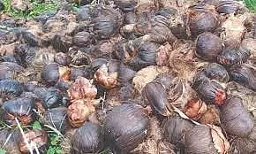 ஆயிரம் பனை விதைகள் நடும் நிகழ்ச்சி