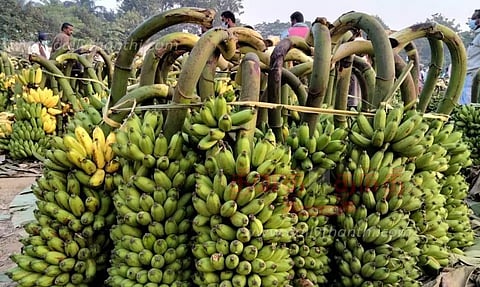 வாழைத்தார் விலை உயர்வு