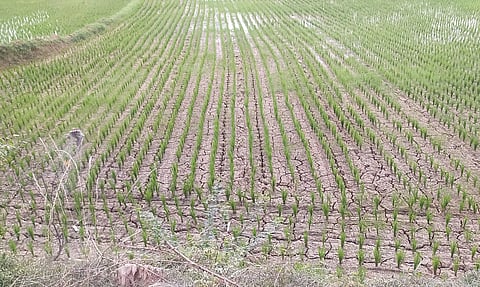 தண்ணீரின்றி 1,500 ஏக்கர் நெற்பயிர் கருகும் அபாயம்