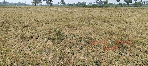 அறுவடைக்கு தயாராக இருந்த நெற்பயிர்கள் சாய்ந்தன