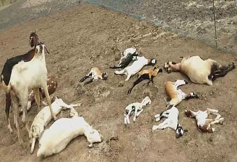 விஷம் கலந்த அரிசியை தின்ற 3 ஆடுகள் சாவு