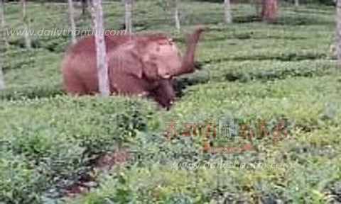 தேயிலை தோட்டத்திற்குள் புகுந்த காட்டு யானை