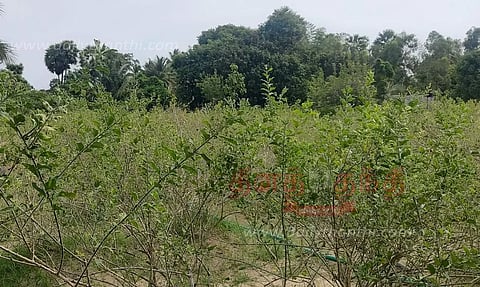 பனிப்பொழிவால் முல்லைப்பூ விளைச்சல் பாதிப்பு