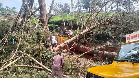 அபாயகரமான மரங்கள் வெட்டி அகற்றம்