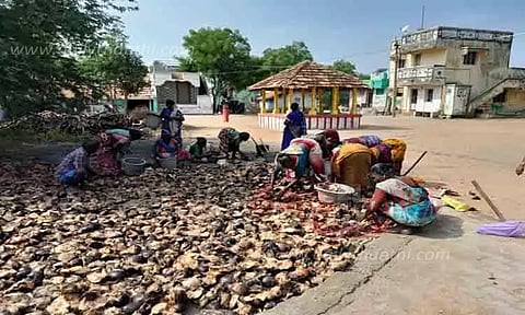 பனை விதை நடும் பணி