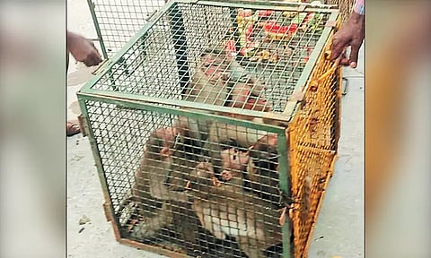 திருத்தணி முருகன் கோவிலில் பக்தர்களிடம் அட்டகாசம் - குரங்குகளை கூண்டு வைத்து பிடித்த வனத்துறையினர்