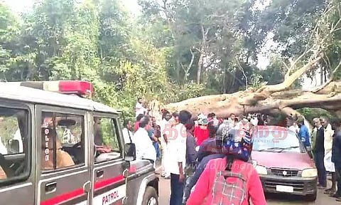 கோத்தகிரி - மேட்டுப்பாளையம் சாலையில் மரம் விழுந்தது