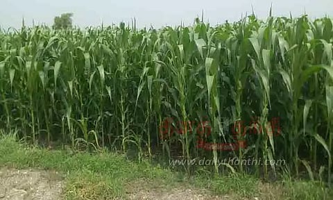 மக்காச்சோளம் விளைச்சல் அமோகம்