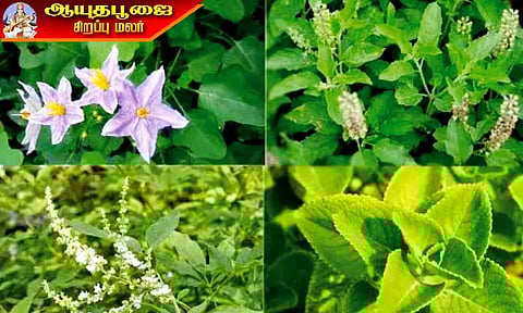 மூலிகை தாவர வளர்ப்பில் வளமான வாய்ப்பு