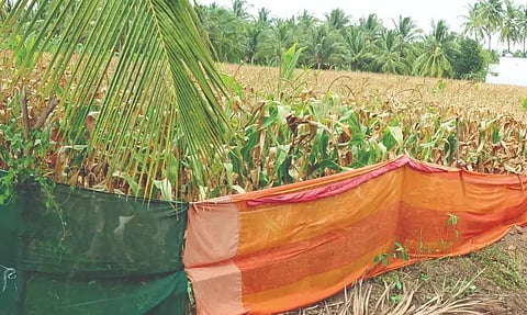 விவசாயத்துக்கு அச்சுறுத்தலாக மாறிவரும் காட்டுப்பன்றிகள்