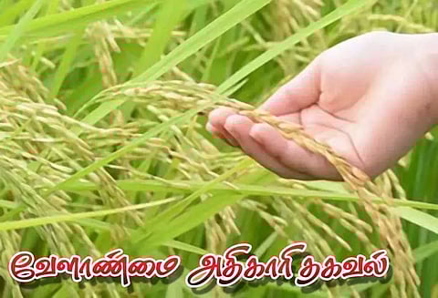 50 சதவீத மானியத்தில் நெல் நுண்ணூட்ட உரங்கள்