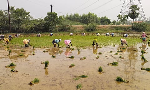 நாற்று நடும் பணியில் விவசாயிகள் தீவிரம்