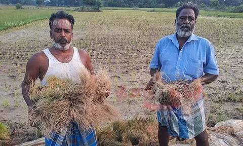 காவிரி நீர் வராததால் கருகிய நெற்பயிர்கள்