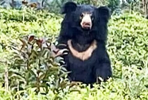 கரடி அட்டகாசம்