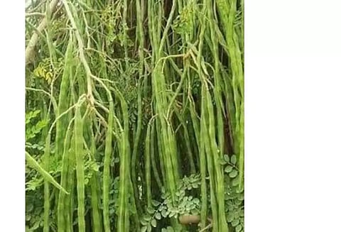 முருங்கைக்காய் கிலோ ரூ.67-க்கு விற்பனை