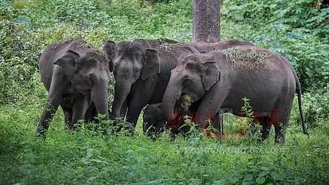 சிக்கமகளூரு; காபி தோட்டத்திற்குள் புகுந்து காட்டுயானைகள் அட்டகாசம்