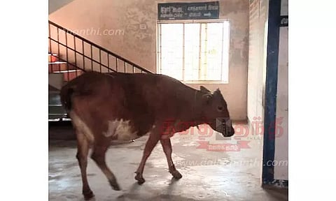 தாலுகா அலுவலகத்தில் நுழைந்த பசுமாடு