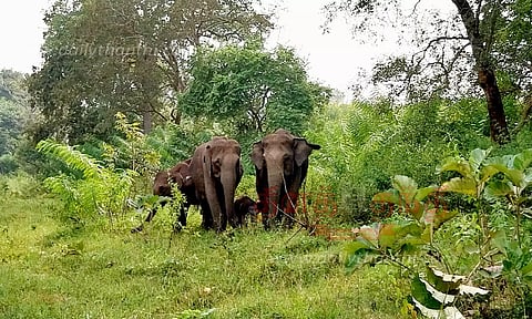 குட்டிகளுடன் காட்டுயானைகள் நடமாட்டம்