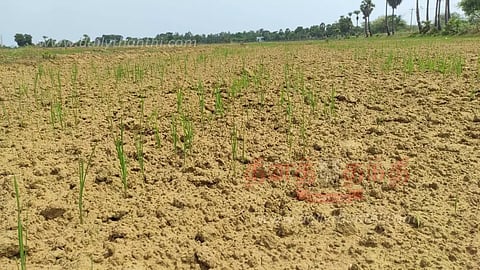 தண்ணீரின்றி கருகும் சம்பா நேரடி விதைப்பு நெற்பயிர்கள்