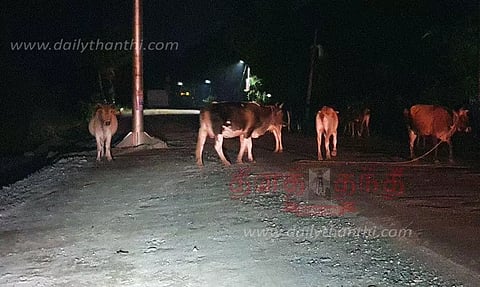 இரவில் சாலையில் சுற்றித்திரியும் மாடுகள்