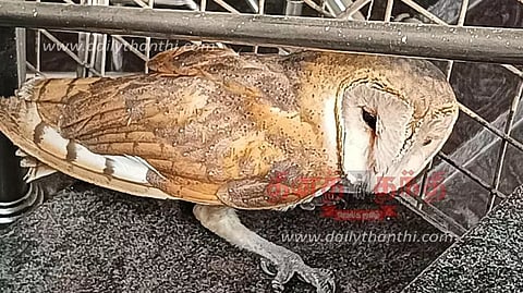 சத்தியமங்கலத்தில் அரிய வகை ஆந்தை பிடிபட்டது