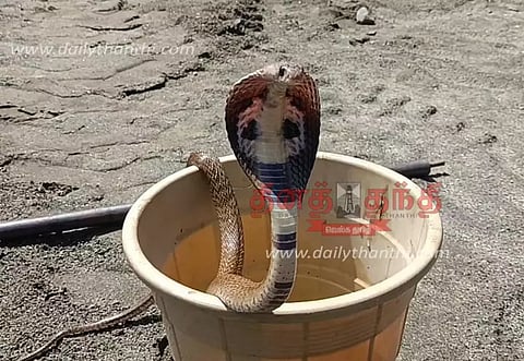 ஈரோடு மாநகரில் ஒரே நாளில் பிடிபட்ட 18 பாம்புகள்