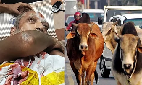 திருவல்லிக்கேணியில் 3-வது சம்பவம்: மாடு முட்டி முதியவர் காயம் - பொதுமக்கள் பீதி