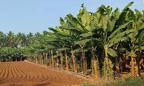 குண்டடம் பகுதியில் வாழை சாகுபடி