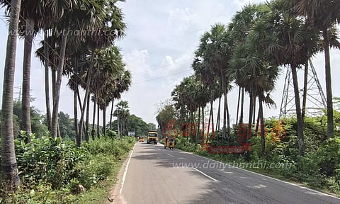 சாலையோர மரங்கள் பாதுகாக்கப்படுமா?