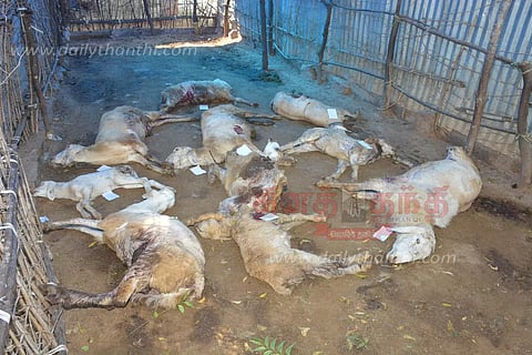 மர்ம விலங்கு கடித்து 10 ஆடுகள் செத்தன