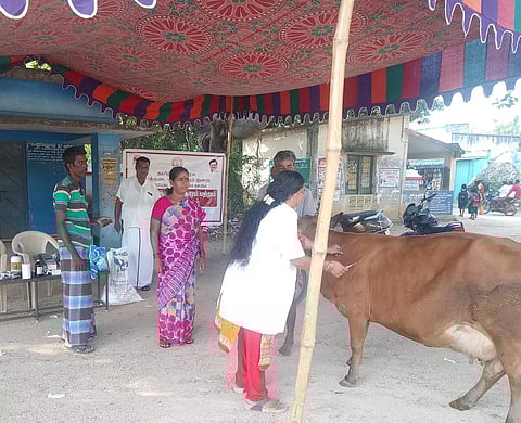 கால்நடை சிறப்பு மருத்துவ முகாம்