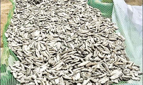 இலங்கைக்கு கடத்த முயன்ற 70 கிலோ கடல் அட்டைகள் பறிமுதல்