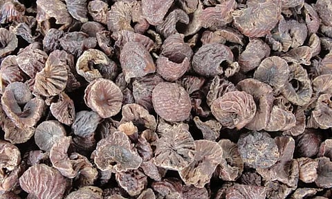 இந்தோனேசியாவில் இருந்து தூத்துக்குடிக்கு கடத்தி வரப்பட்ட ரூ.4 கோடி கொட்டைப்பாக்கு பறிமுதல்