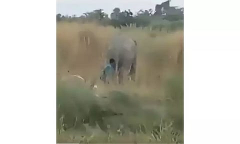 காட்டு யானையின் வாலை இழுத்த நபர்: கைது செய்த போலீசார்