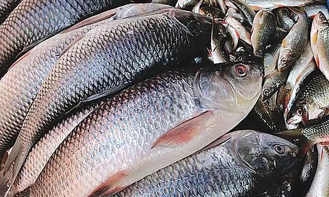 அரிய வகை மீன்..! ஒரே இரவில் கோடீஸ்வரர் ஆன பாகிஸ்தான் மீனவர்..!