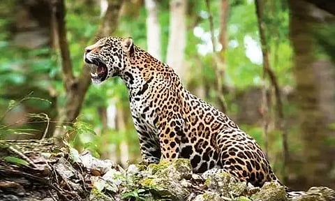 சிறுத்தை நடமாட்டத்தால் மக்கள் பீதி