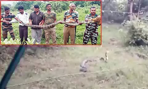 கடையம் அருகே 15 அடி நீள ராஜநாகம் பிடிபட்டது