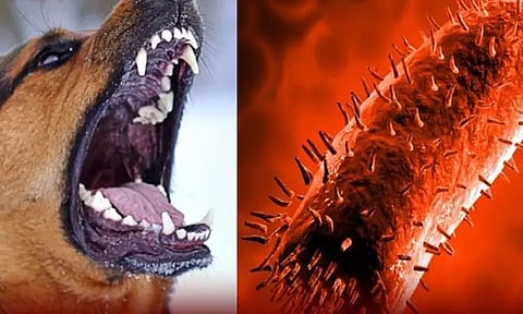 சென்னை, ராயபுரத்தில் 28 பேரை கடித்த நாய்க்கு ரேபிஸ் தொற்று இருப்பது உறுதி