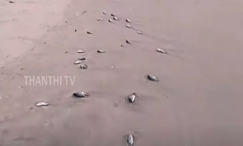பல கி.மீ. தூரத்திற்கு ஆயிரக்கணக்கில் செத்து கரை ஒதுங்கிய மீன்கள்... மீனவர்கள் அதிர்ச்சி