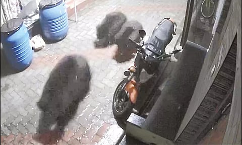 குடியிருப்பு பகுதியில் குட்டிகளுடன் கரடி உலா