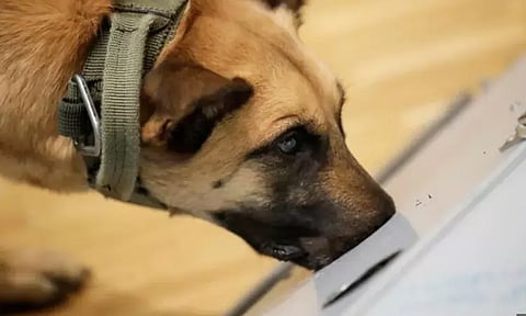 சென்னை விமான நிலைய சுங்க இலாகா பிரிவுக்கு மேலும் 2 மோப்ப நாய்கள்