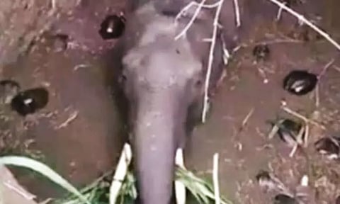 உணவு தேடி வந்தபோது கிணற்றுக்குள் விழுந்து தவித்த யானை பொக்லைன் எந்திரம் மூலம் குழி தோண்டி மீட்பு