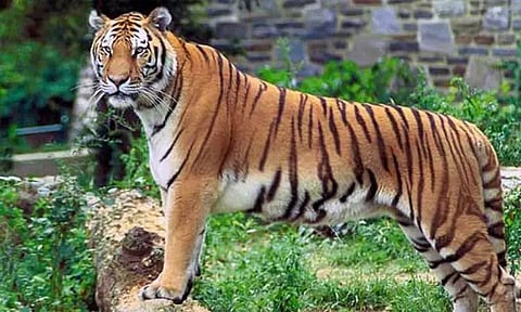 2023-ல் இந்தியாவில் 177 புலிகள் உயிரிழப்பு - சுற்றுச்சூழல் அமைச்சகம் தகவல்