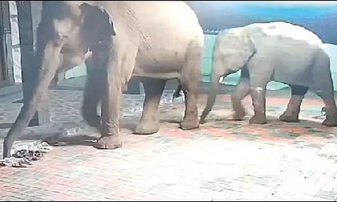 குட்டியுடன் வீட்டுக்குள் புகுந்து அட்டகாசம் செய்த காட்டுயானை: 2 பேர் காயம்