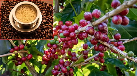 காபியின் வரலாற்றை அறிந்துகொள்வோம்..!