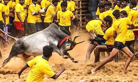 இன்று அவனியாபுரம் ஜல்லிக்கட்டு: 1000 காளைகள், 800 வீரர்கள் பங்கேற்க அனுமதி