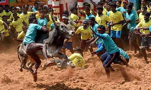 உலகப்புகழ் பெற்ற அலங்காநல்லூர் ஜல்லிக்கட்டு - இன்று காலை தொடங்குகிறது