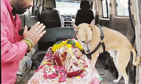 எஜமானி உடலுடன் சுடுகாடு வரை சென்று பாச போராட்டம் நடத்திய வளர்ப்பு நாய்