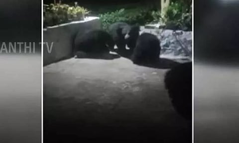 நள்ளிரவில் கும்பலாக வீட்டிற்குள் நுழைய முயன்ற கரடிகளால் பரபரப்பு