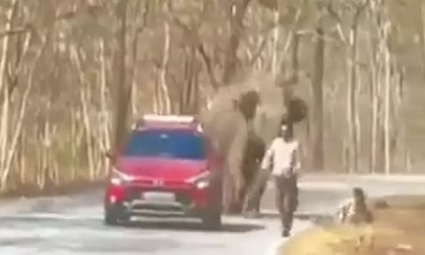 காட்டுயானையிடம் இருந்து நூலிழையில் உயிர் தப்பிய சுற்றுலா பயணிகள்... வீடியோ வைரல்